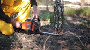 Best Stump Grinding and Removal  in Ballwin, MO