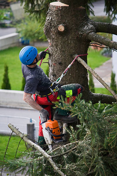 Best Leaf Removal  in Ballwin, MO