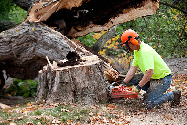 Best Tree Risk Assessment  in Ballwin, MO