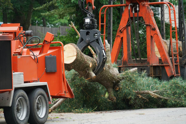 Ballwin, MO Tree Removal Company