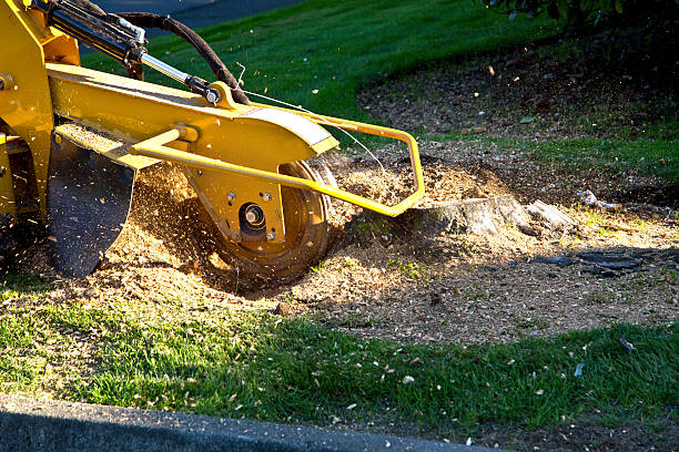 Best Sod Installation  in Ballwin, MO